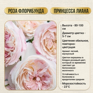 Роза кустовая флорибунда Принцесса Лиана 1 шт, Садовита