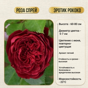 Роза кустовая спрей Эротик Рококо 1 шт, Садовита