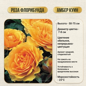 Роза кустовая флорибунда Амбер Куин 1 шт, Садовита