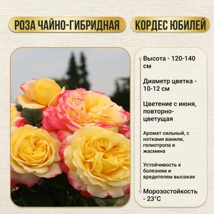 Роза кустовая чайно-гибридная Кордес Юбилей 1 шт, Садовита