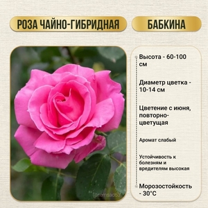Роза кустовая чайно-гибридная Бабкина 1 шт, Садовита