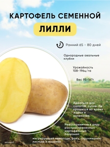 Картофель семенной Лилли элита, сетка 5 кг (130 руб за 1 кг)
