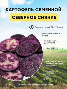Картофель семенной Северное Сияние элита, сетка 3 кг (220 руб за 1 кг)