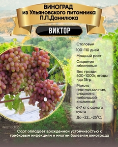 Виноград Виктор 1 шт, Ульяновский Виноград